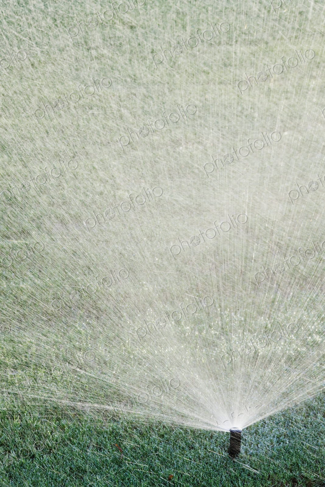 Sprinkler on Lawn