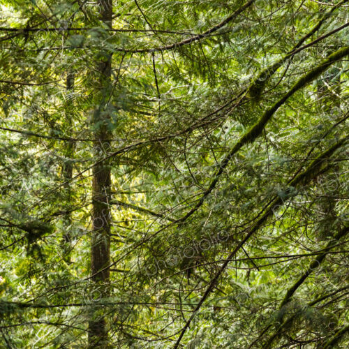 Spruce and fir forest along the Little River Trail, Olympic National Forest, Port…