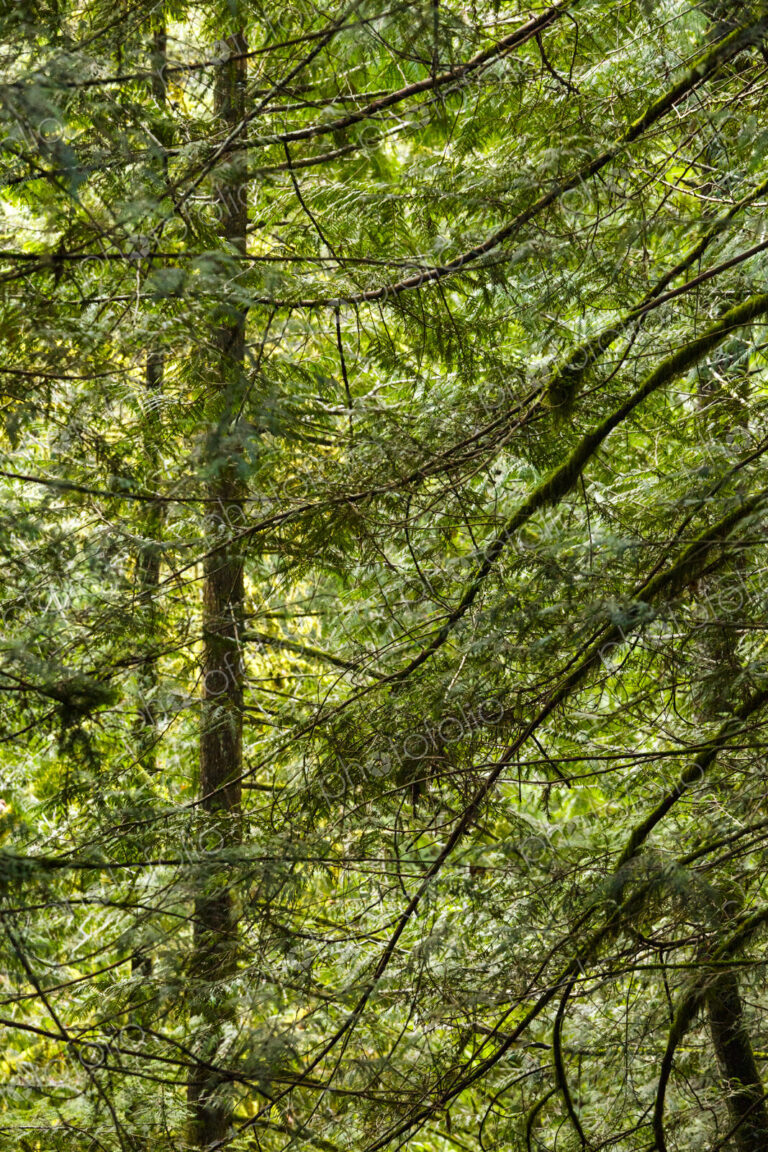 Spruce and fir forest along the Little River Trail, Olympic National Forest, Port…