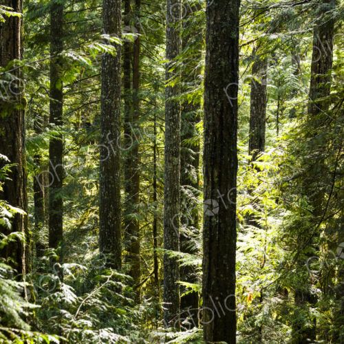 Spruce and fir forest along the Little River Trail, Olympic National Forest, Port…
