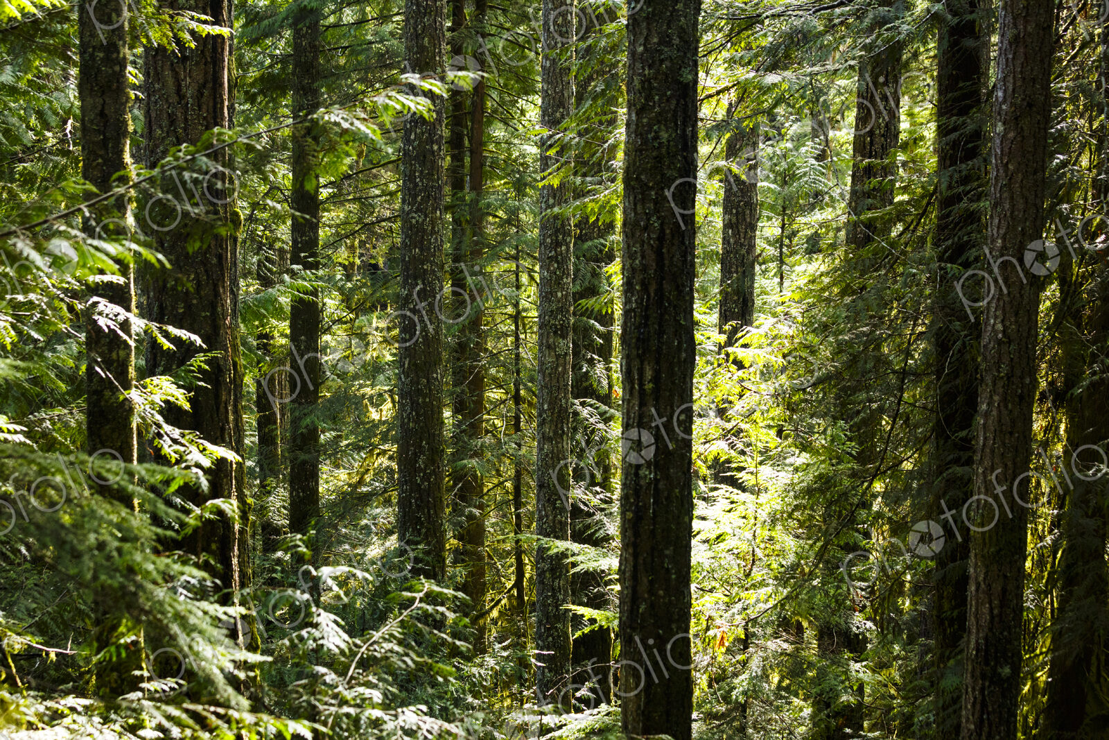 Spruce and fir forest along the Little River Trail, Olympic National Forest, Port…
