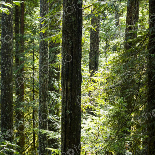 Spruce and fir forest along the Little River Trail, Olympic National Forest, Port…