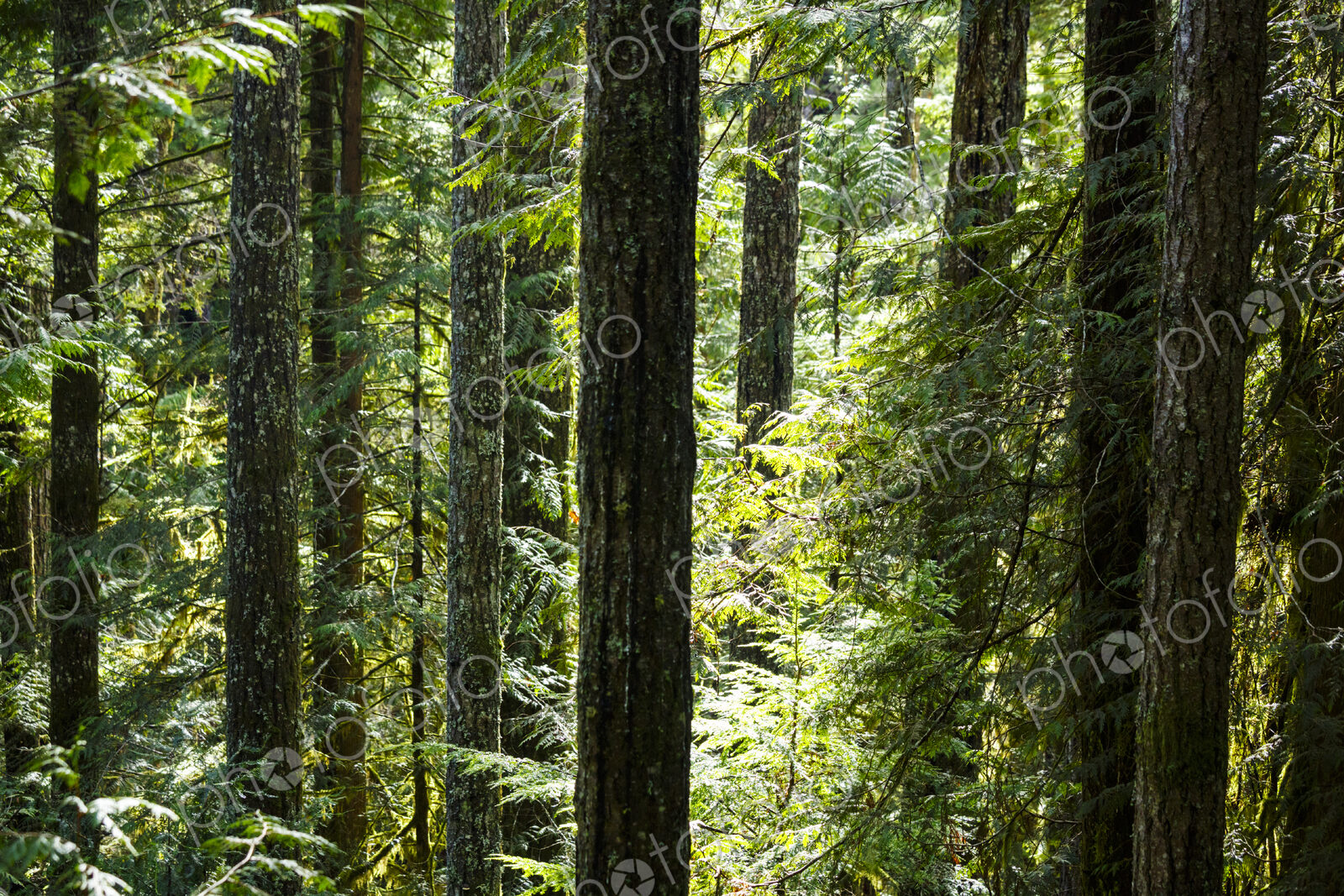 Spruce and fir forest along the Little River Trail, Olympic National Forest, Port…