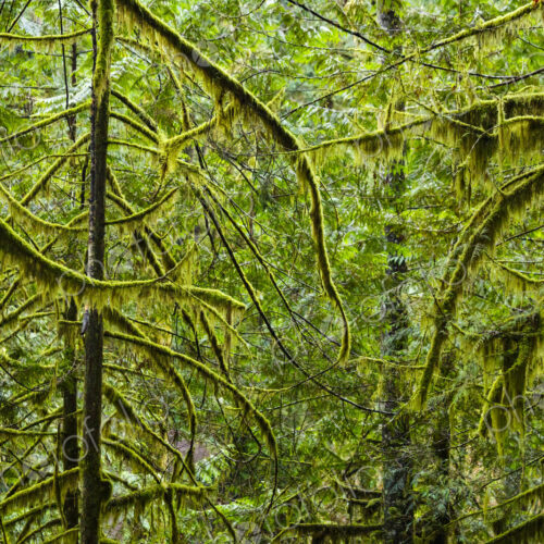 Spruce and fir forest along the Little River Trail, Olympic National Forest, Port…