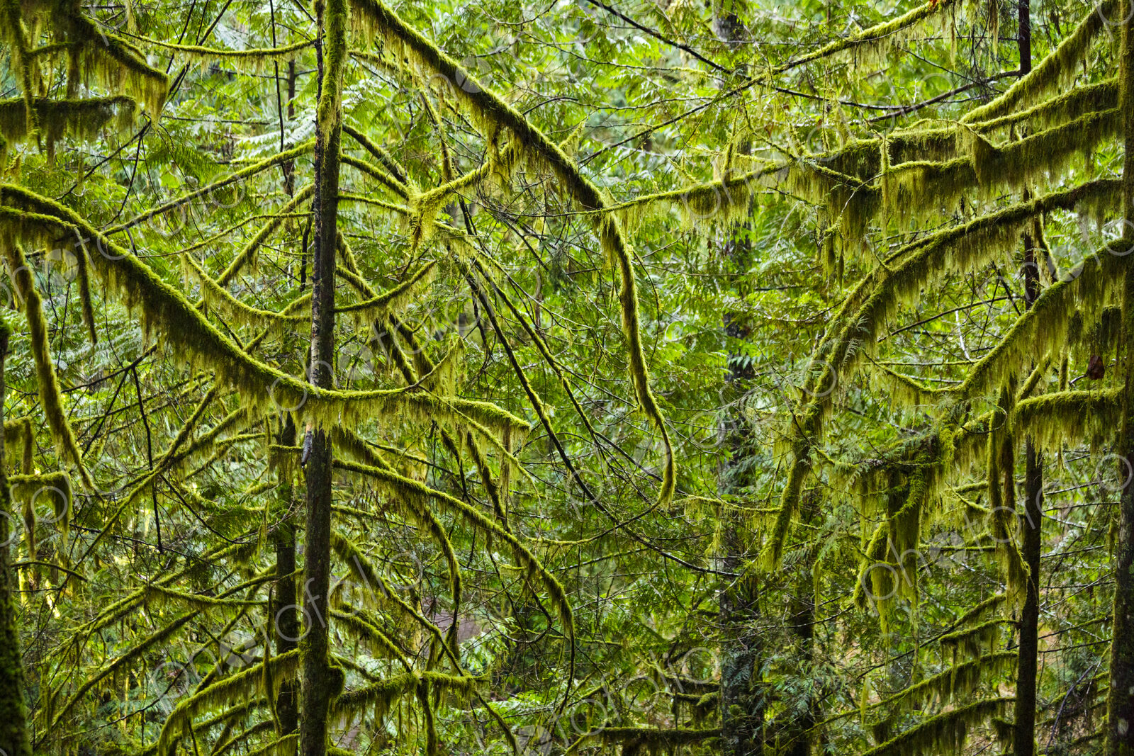 Spruce and fir forest along the Little River Trail, Olympic National Forest, Port…