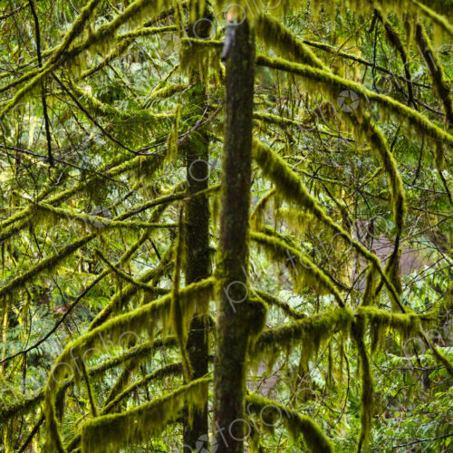 Spruce and fir forest along the Little River Trail, Olympic National Forest, Port…