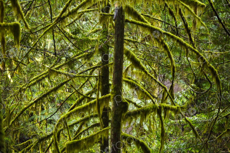 Spruce and fir forest along the Little River Trail, Olympic National Forest, Port…