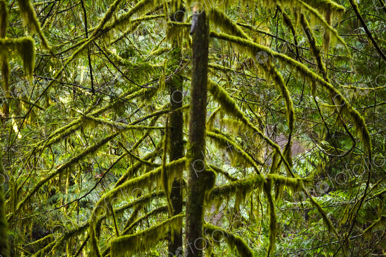 Spruce and fir forest along the Little River Trail, Olympic National Forest, Port…