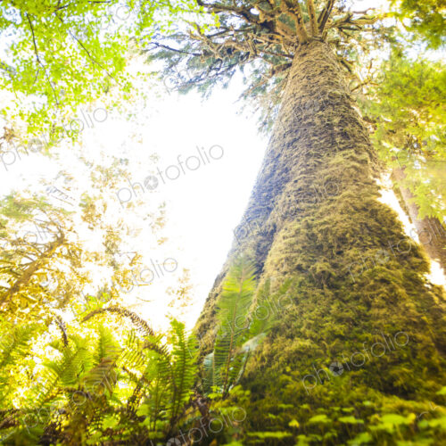 Spruce tree, Hoh Rain Forest, Olympic National Park, low angle view of a large tree… Spruce tree, Hoh Rain Forest, Olympic National Park, low angle view of a large tree…