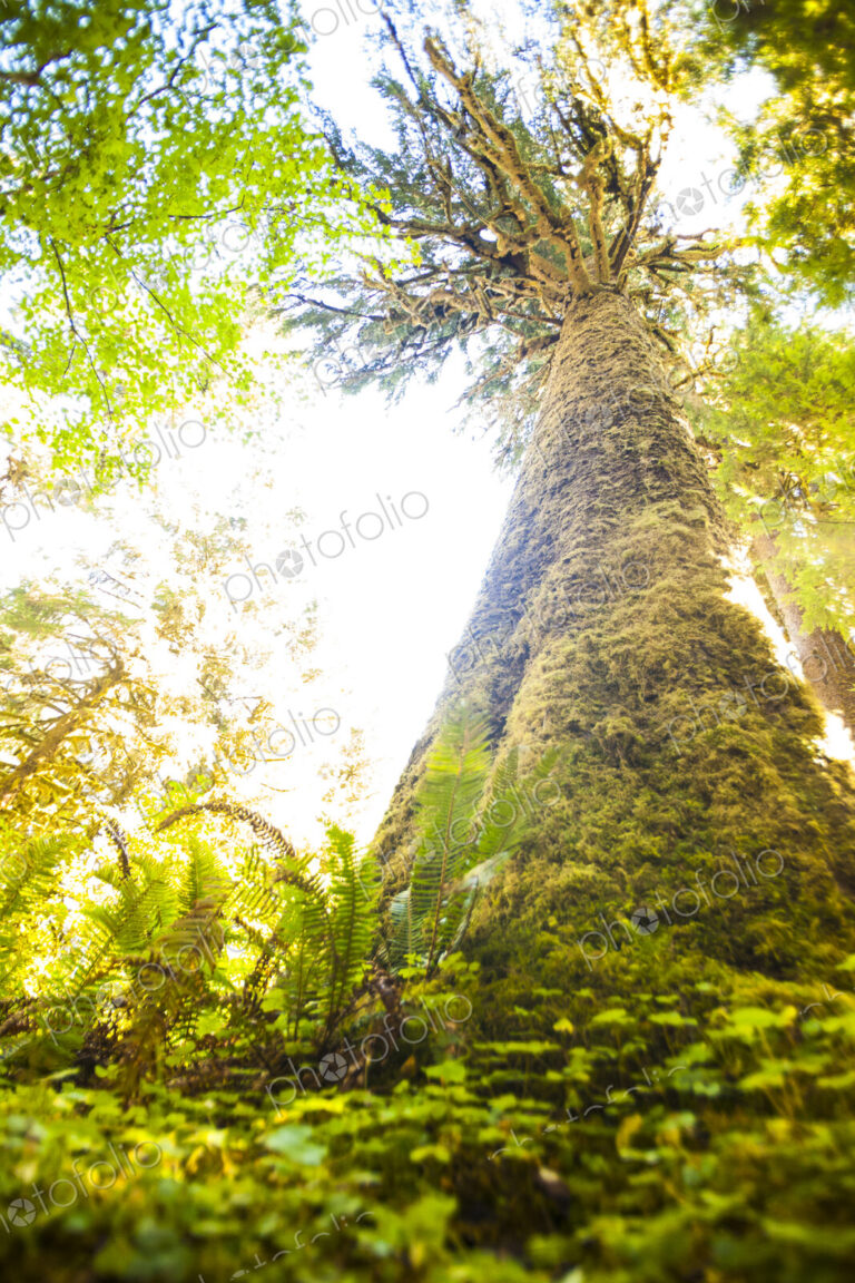 Spruce tree, Hoh Rain Forest, Olympic National Park, low angle view of a large tree…