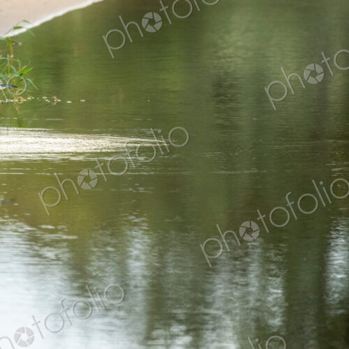 Squacco Heron, Ardeola ralloides, perched or hunting. Squacco Heron, Ardeola ralloides, perched or hunting.