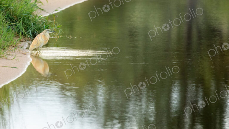 Squacco Heron, Ardeola ralloides, perched or hunting.