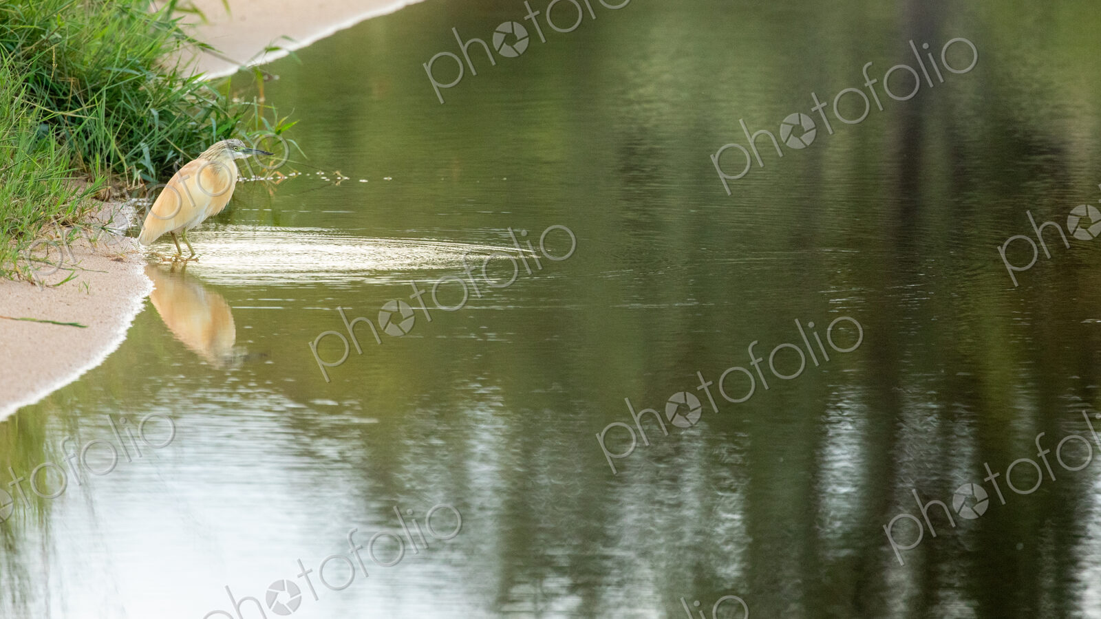 Squacco Heron, Ardeola ralloides, perched or hunting.