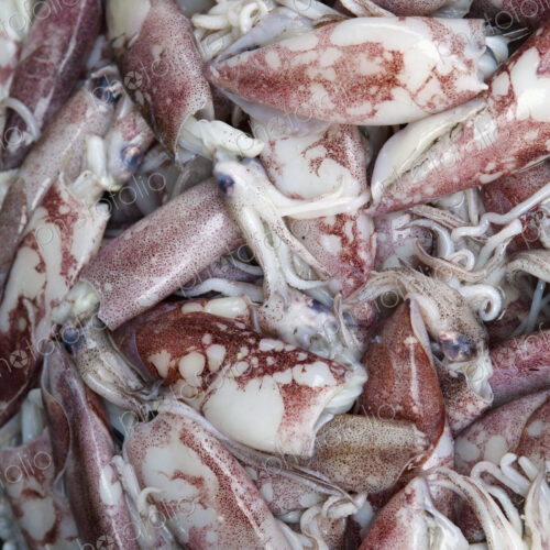 Squid For Sale in a Market Squid For Sale in a Market