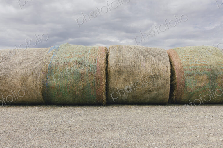 Stacked hay balesafter the harvest, winter fodder for animals..