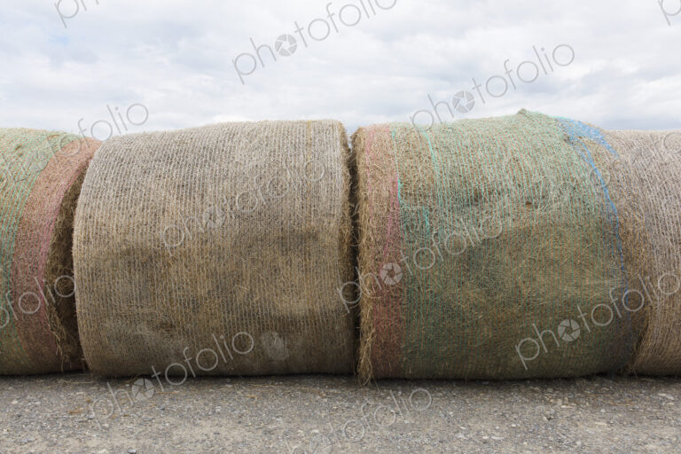 Stacked hay balesafter the harvest, winter fodder for animals..