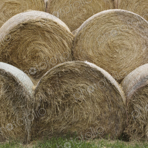 Stacked hay balesafter the harvest, winter fodder for animals.. Stacked hay balesafter the harvest, winter fodder for animals..