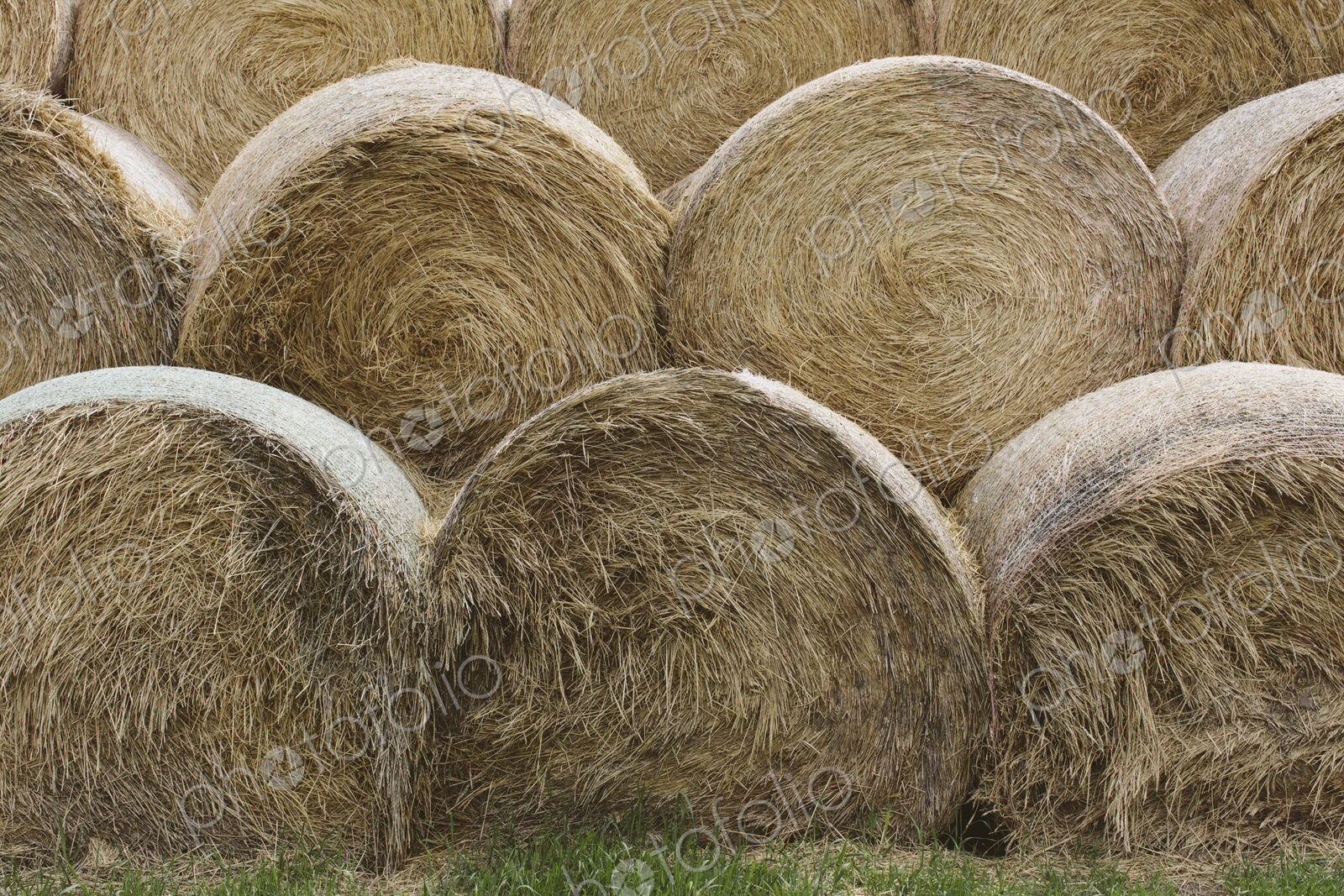 Stacked hay balesafter the harvest, winter fodder for animals..
