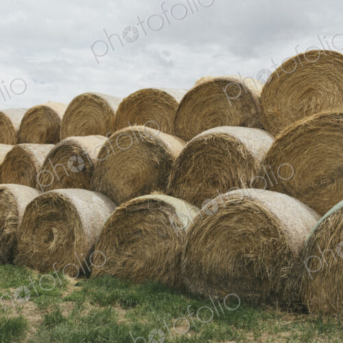 Stacked hay balesafter the harvest, winter fodder for animals..