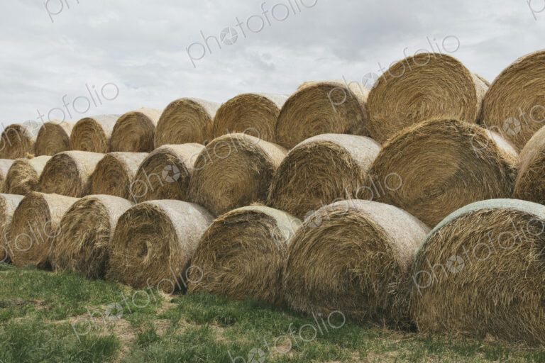 Stacked hay balesafter the harvest, winter fodder for animals..