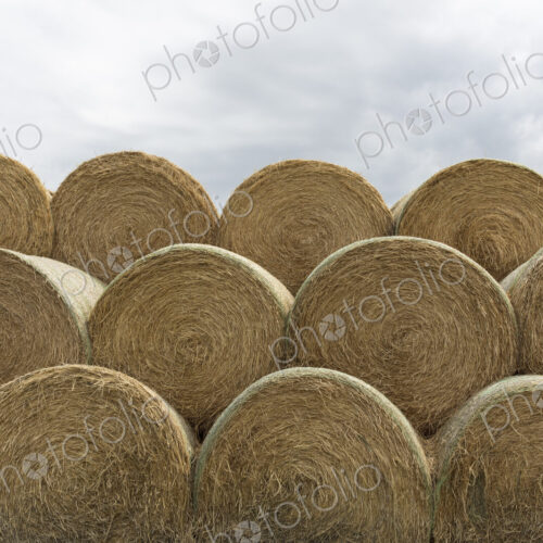 Stacked hay balesafter the harvest, winter fodder for animals..
