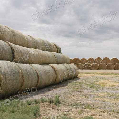 Stacked hay balesafter the harvest, winter fodder for animals..