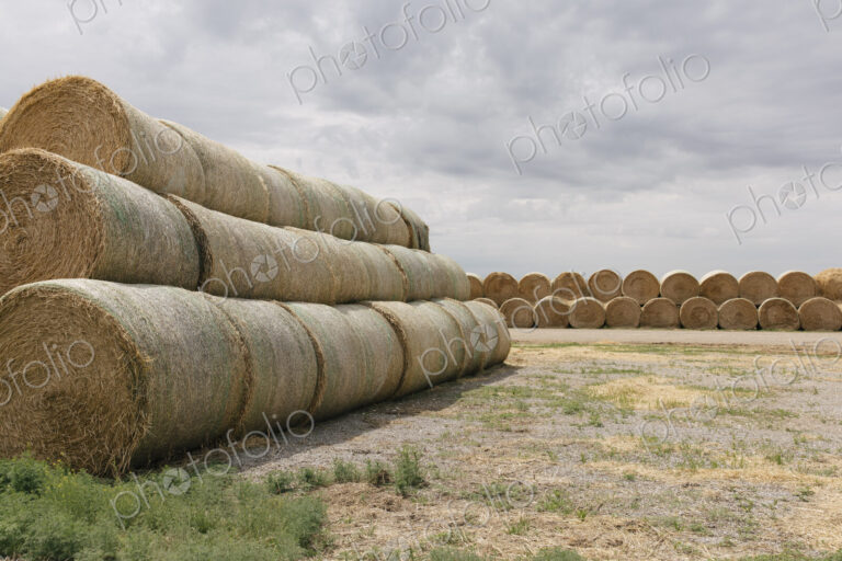 Stacked hay balesafter the harvest, winter fodder for animals..