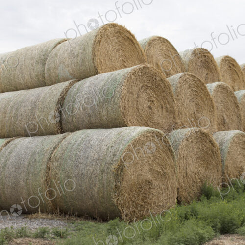 Stacked hay balesafter the harvest, winter fodder for animals..