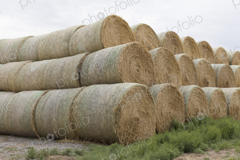 Stacked hay balesafter the harvest, winter fodder for animals..