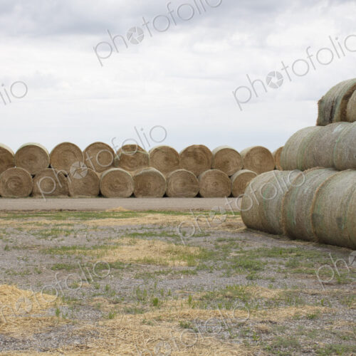 Stacked hay balesafter the harvest, winter fodder for animals..
