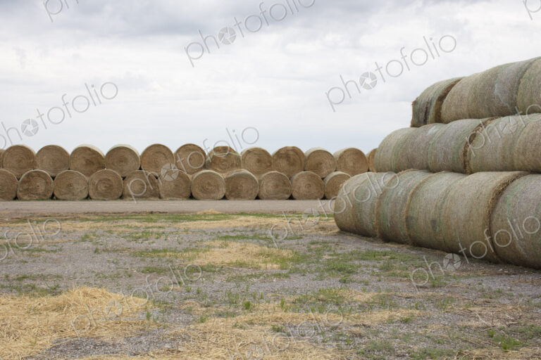 Stacked hay balesafter the harvest, winter fodder for animals..