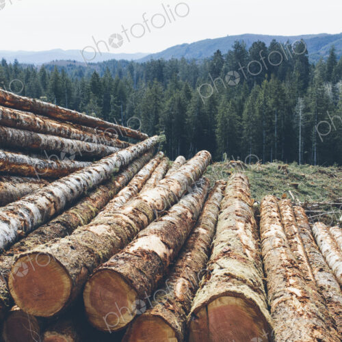 Stacked logs, freshly logged spruce and fir in the Pacific Northwest, forest in distance.