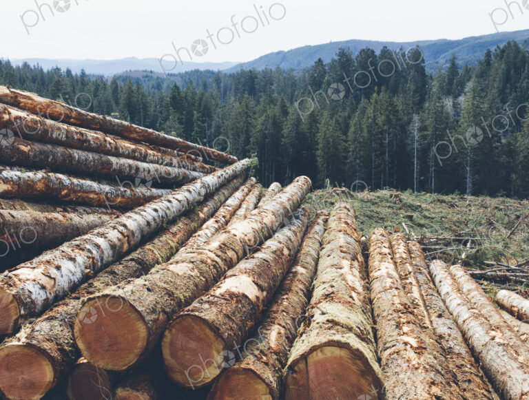 Stacked logs, freshly logged spruce and fir in the Pacific Northwest, forest in distance.