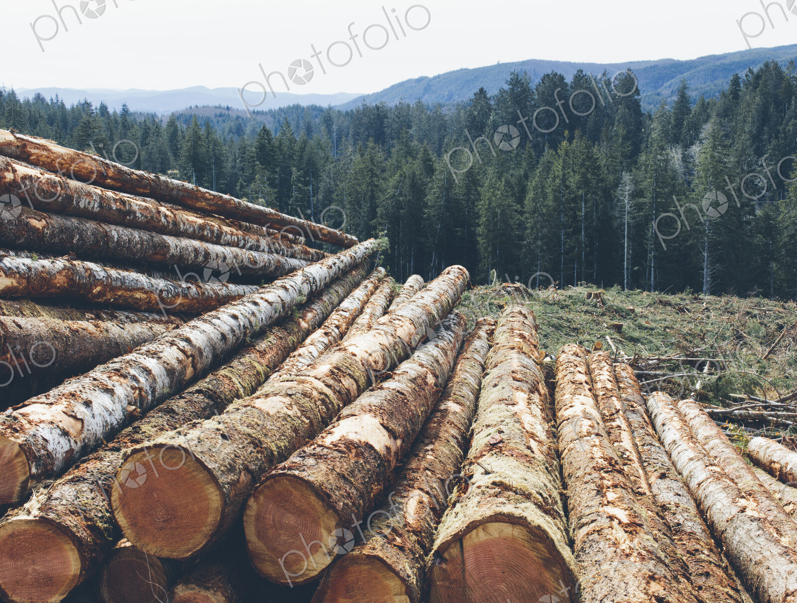 Stacked logs, freshly logged spruce and fir in the Pacific Northwest, forest in distance.