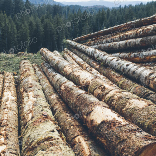 Stacked logs, freshly logged spruce and fir in the Pacific Northwest, forest in distance.