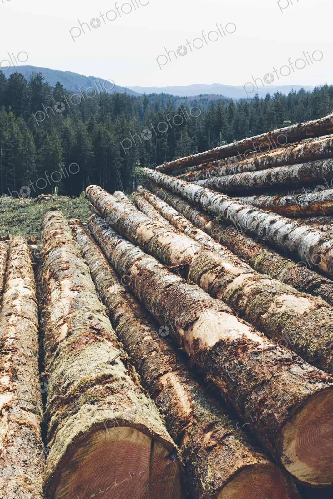 Stacked logs, freshly logged spruce and fir in the Pacific Northwest, forest in distance.
