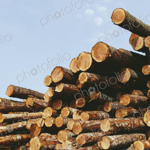 Stacked logs, freshly logged spruce and fir trees