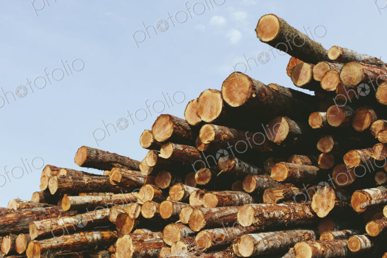 Stacked logs, freshly logged spruce and fir trees