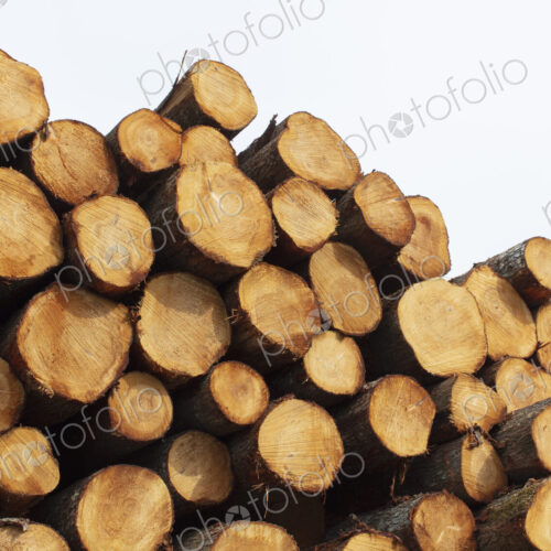 Stacked logs, freshly logged spruce, hemlock and fir trees