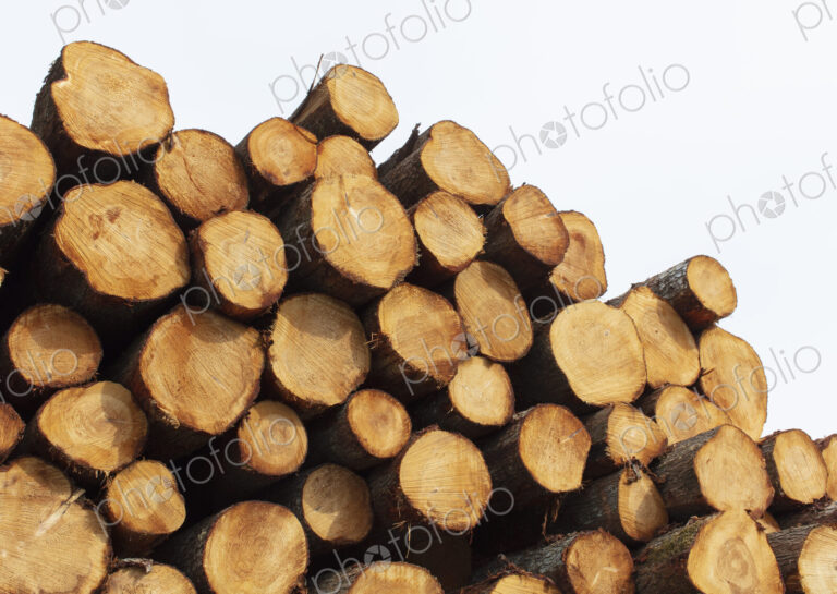 Stacked logs, freshly logged spruce, hemlock and fir trees