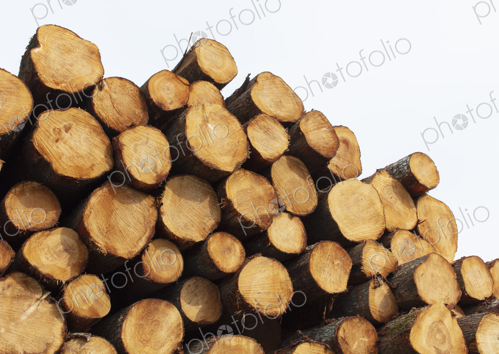 Stacked logs, freshly logged spruce, hemlock and fir trees