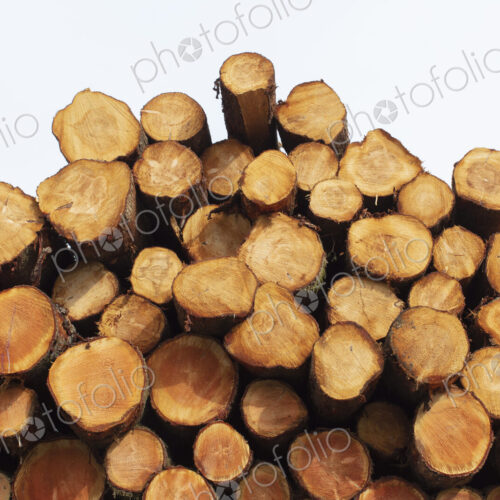 Stacked logs, freshly logged spruce, hemlock and fir trees