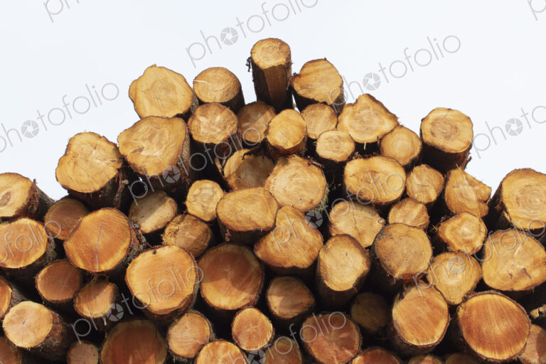 Stacked logs, freshly logged spruce, hemlock and fir trees