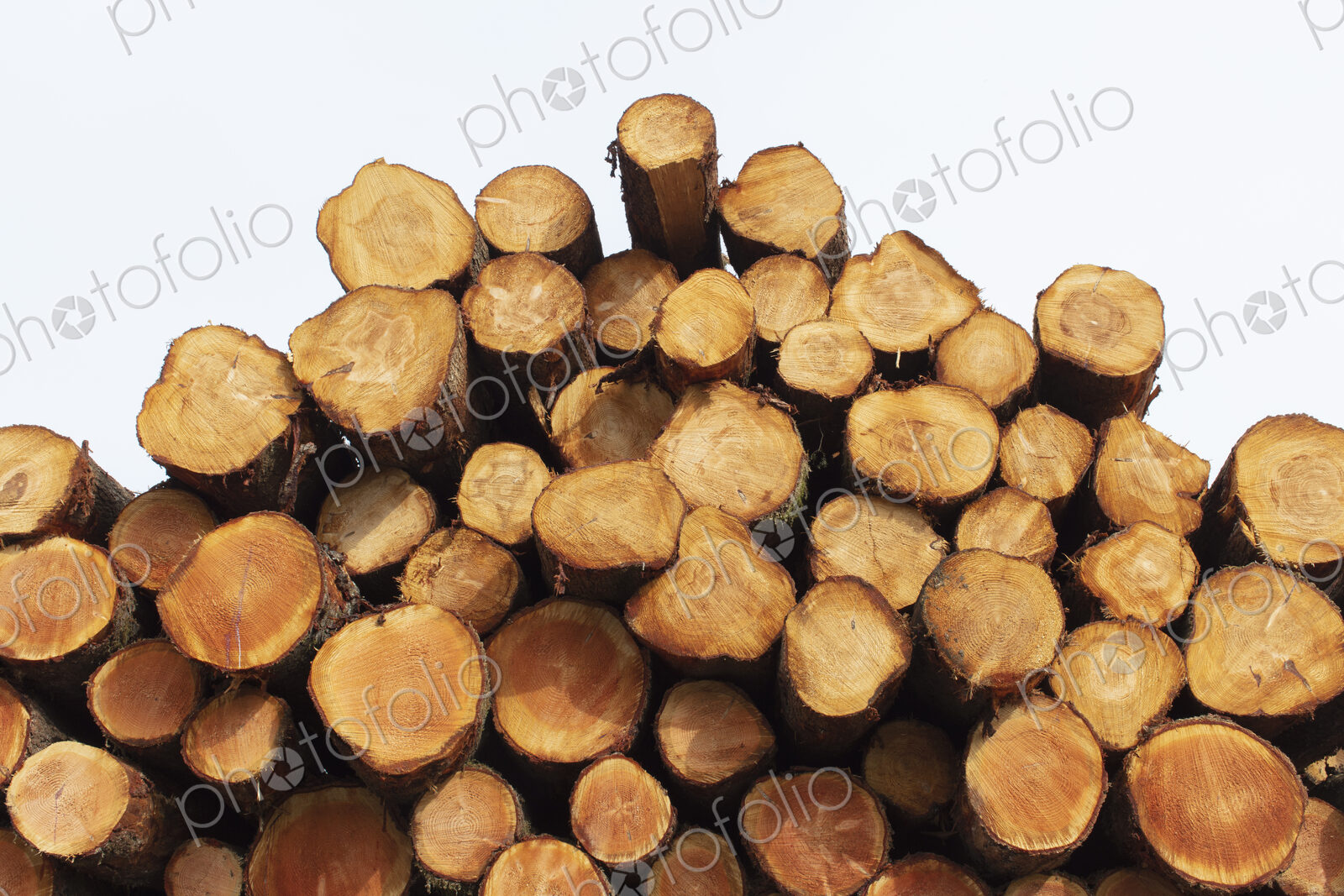 Stacked logs, freshly logged spruce, hemlock and fir trees