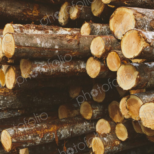 Stacked logs, freshly logged spruce, hemlock and fir trees