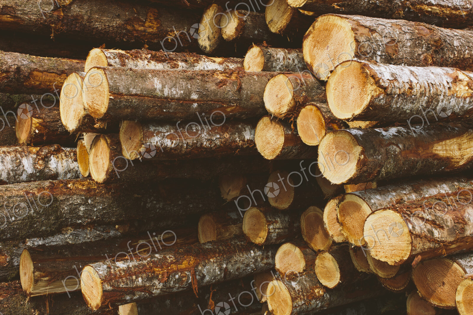 Stacked logs, freshly logged spruce, hemlock and fir trees