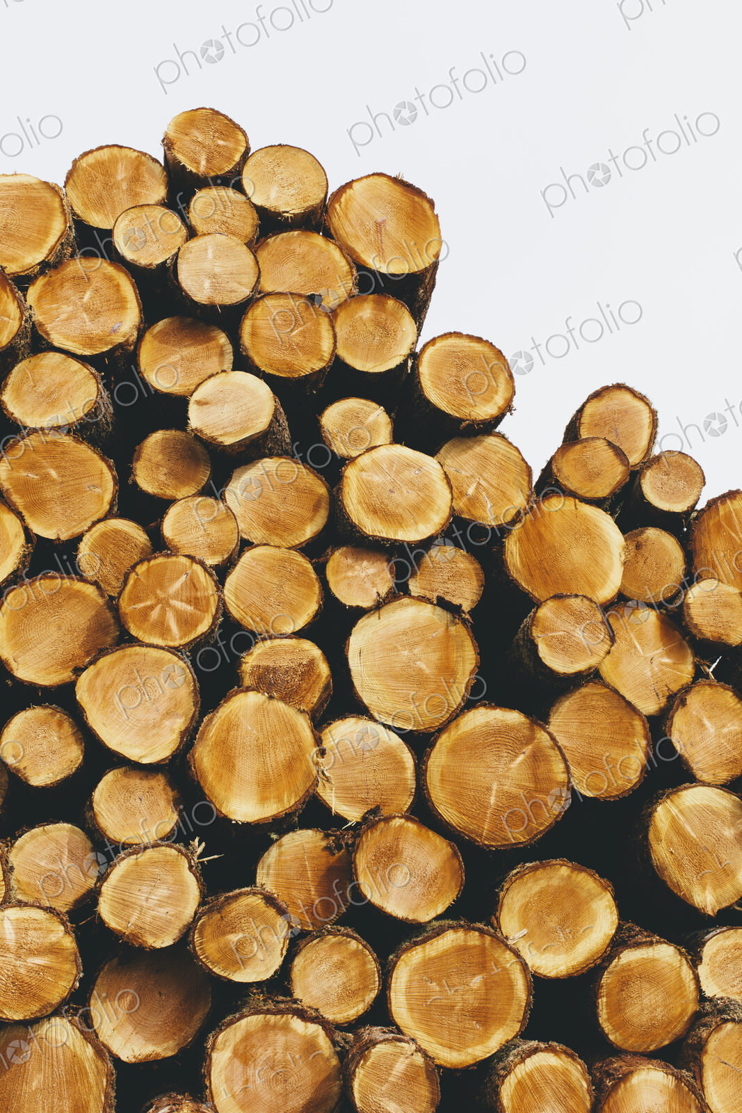 Stacked logs, freshly logged spruce, hemlock and fir trees