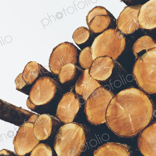Stacked logs, freshly logged spruce, hemlock and fir trees