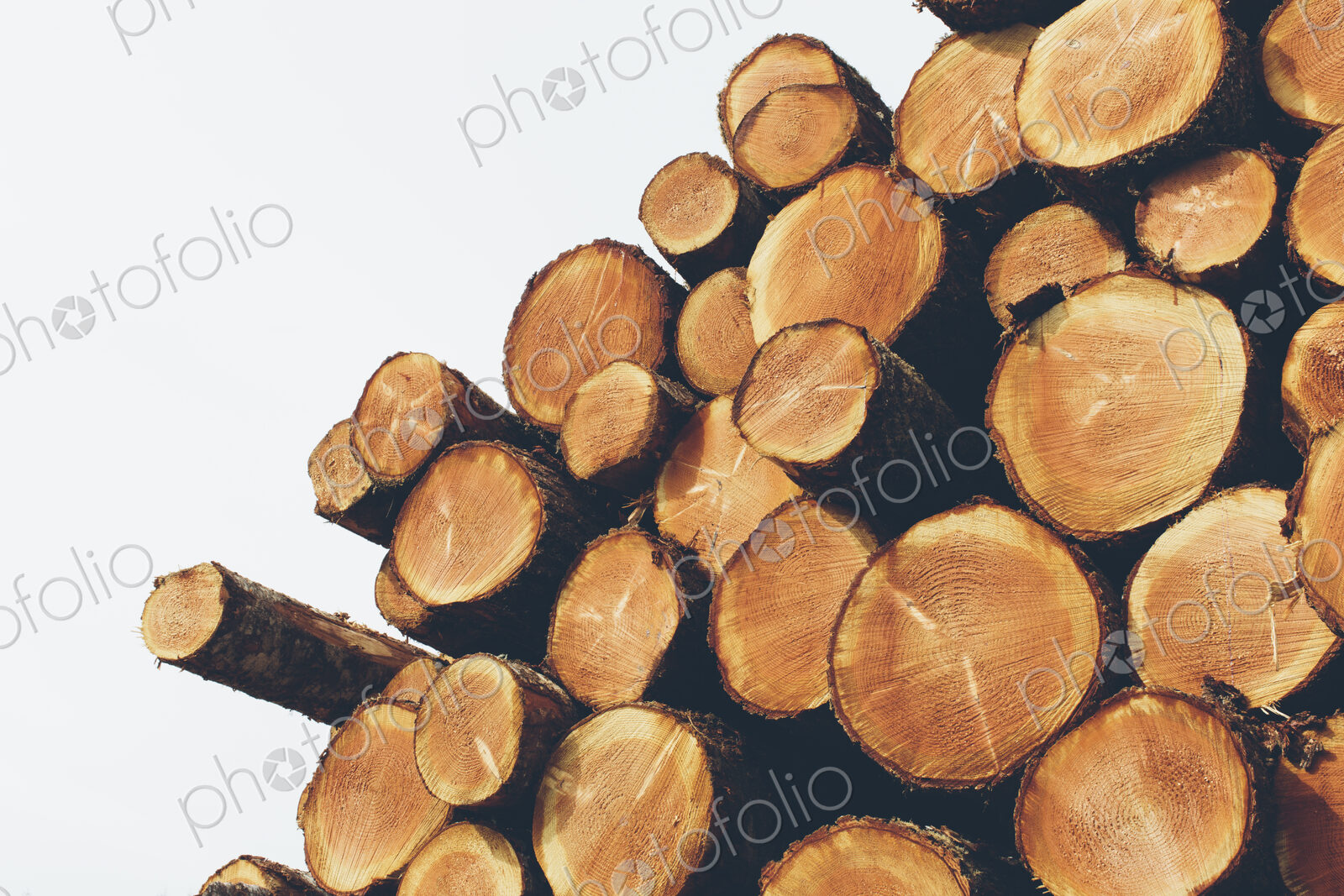 Stacked logs, freshly logged spruce, hemlock and fir trees