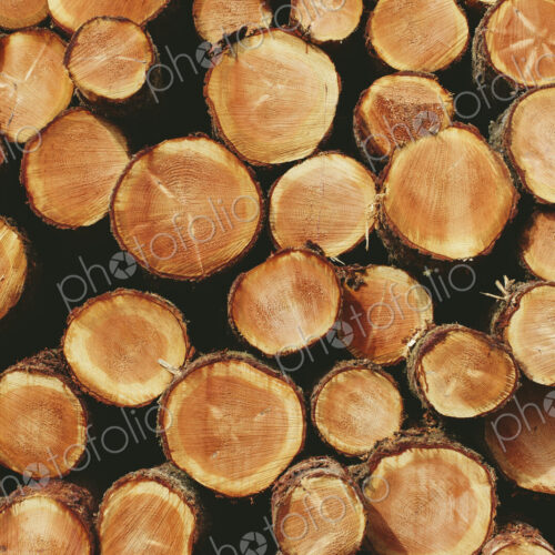 Stacked logs, freshly logged spruce, hemlock and fir trees